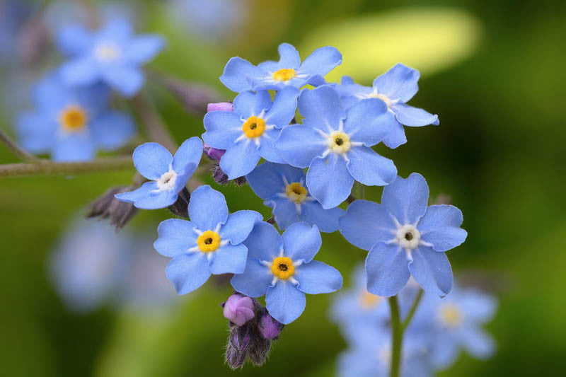Lavender Myosotis Sylvatica Flower Seeds for Planting – Heirloom Non-GMO Garden Seeds