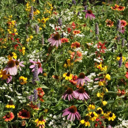 Native flower seeds for planting in a natural wildflower garden