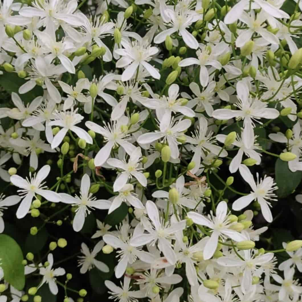 Climbing Vine Clematis plant