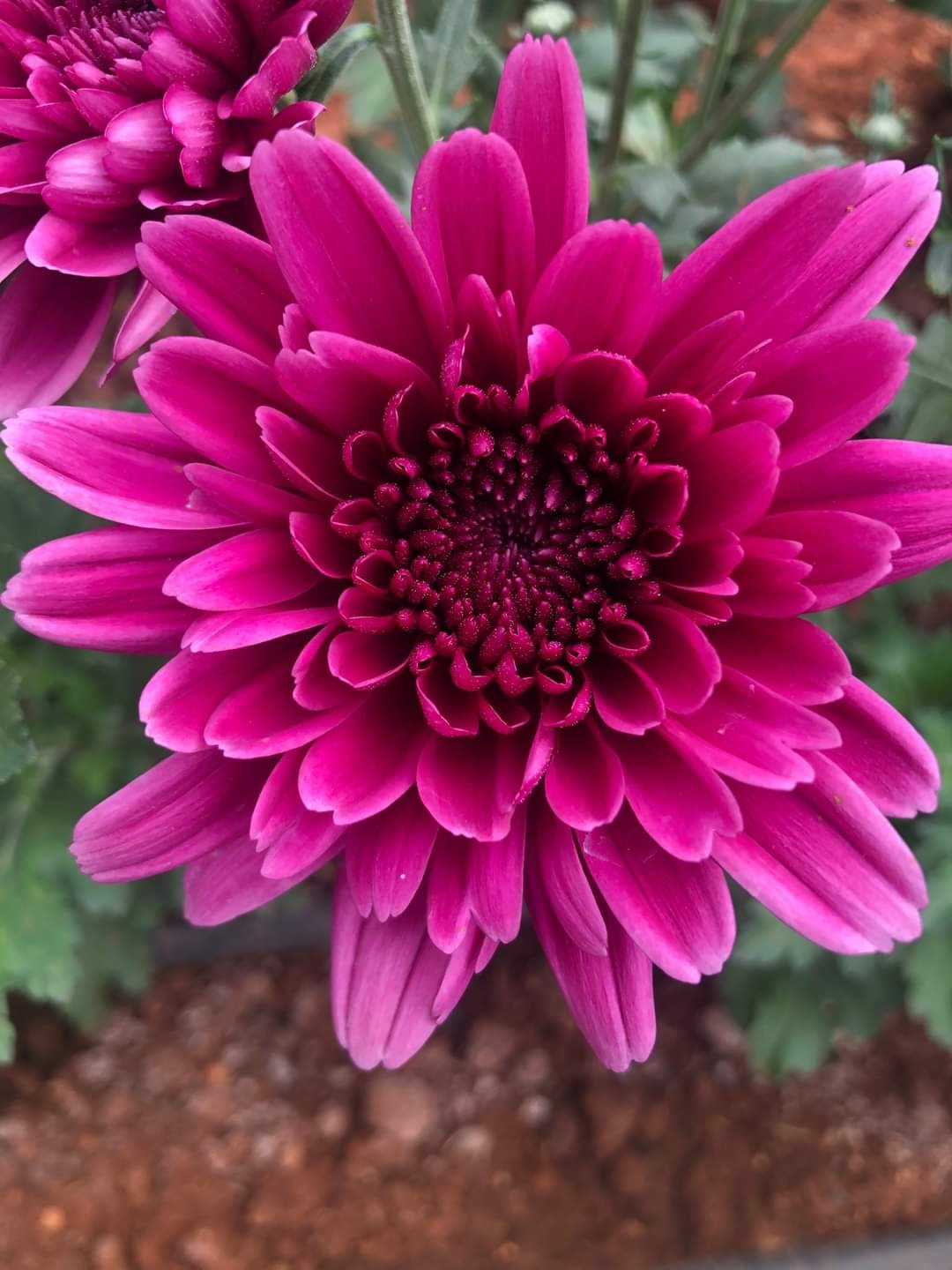 Deep Pink flower seeds