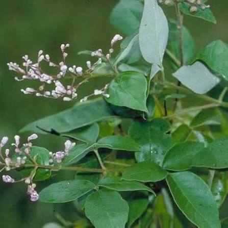 Young Nirgundi Plant Growing in Garden Container