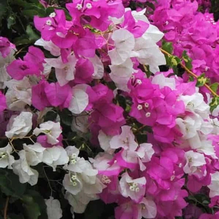Cherry Blossom Bougainvillea plant