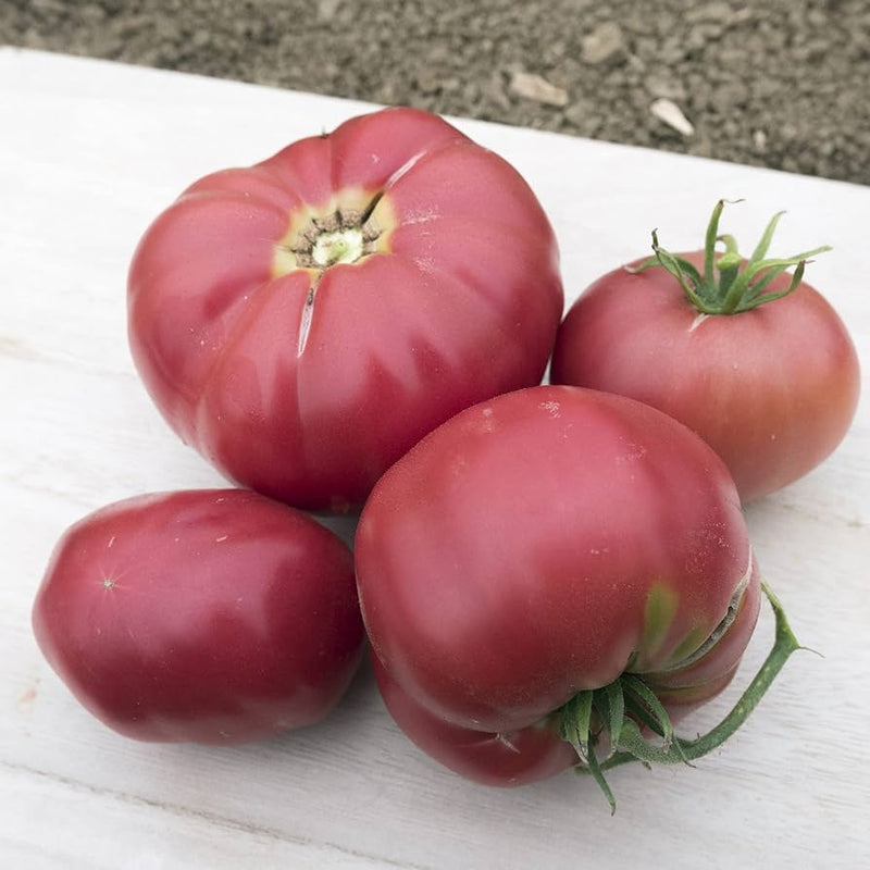 Abe Lincoln Heirloom Tomato Vegetable Seeds for Planting – Heirloom Non-GMO Garden Seeds