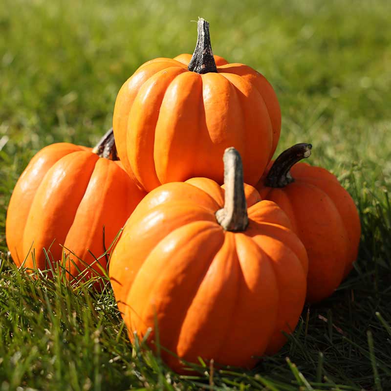 Amish Pie Pumpkin Seeds for Planting – Heirloom Pie Pumpkin Seeds