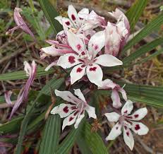 Babiana Tubulosa flower seeds