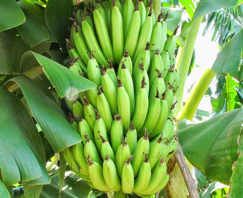 Banana Fruit Seeds for Planting – Heirloom Non-GMO Garden Seeds