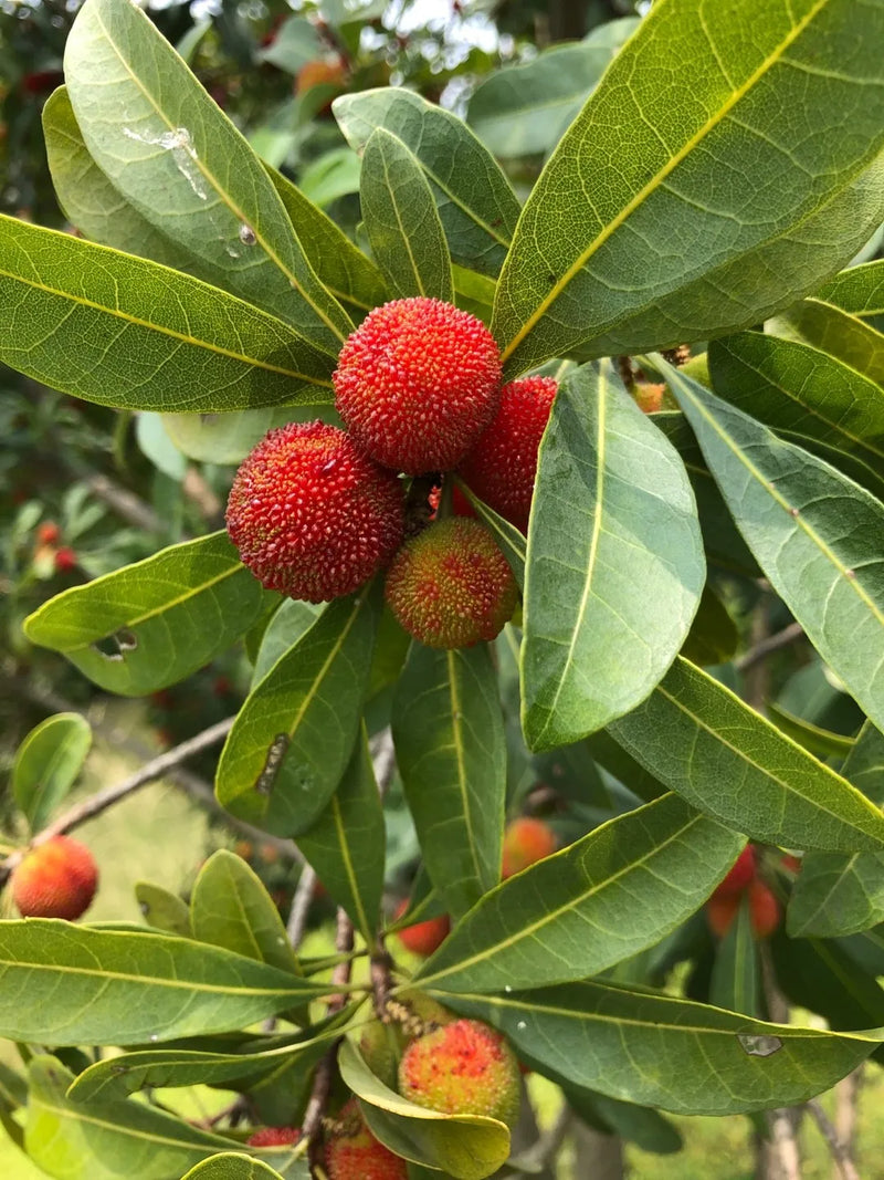 Bayberry Fruit Seeds for Planting – Heirloom Non-GMO Garden Seeds