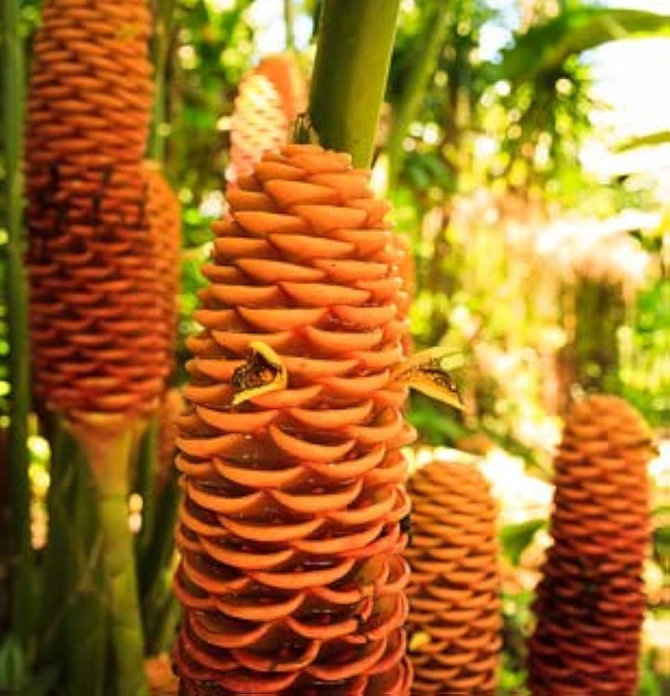 Tropical Beehive flower seeds