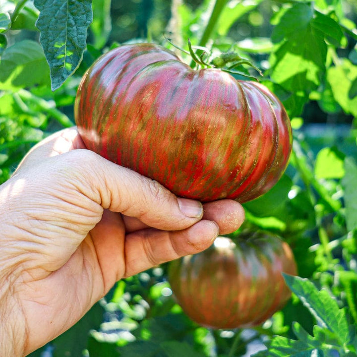 Black Pink Tomato Seeds