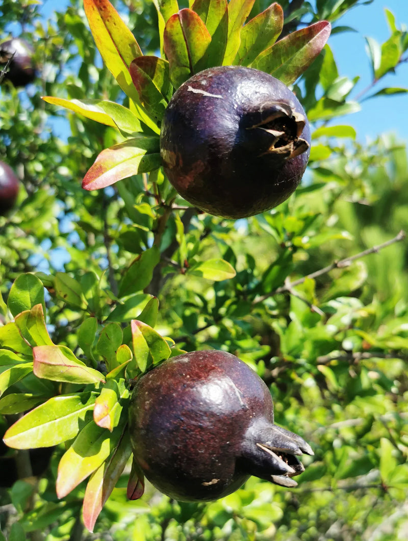Black Pomegranate Fruit Seeds for Planting – Heirloom Non-GMO Garden Seeds