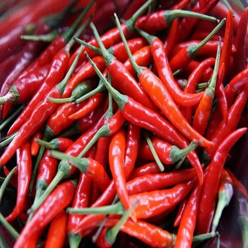 Brazilian Chili Seeds for Planting – Heirloom Non-GMO Garden Seeds