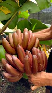Brown Banana Fruit Seeds for Planting – Heirloom Non-GMO Garden Seeds