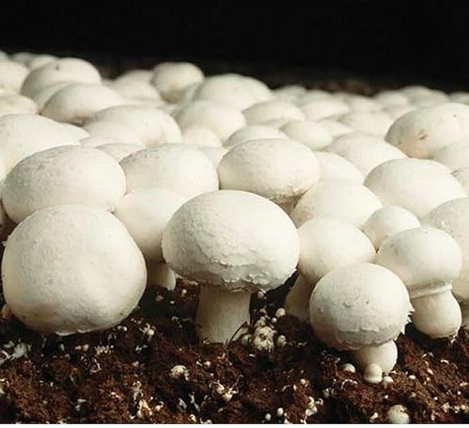 Brown Mushroom Seeds for Planting – Heirloom Non-GMO Garden Seeds