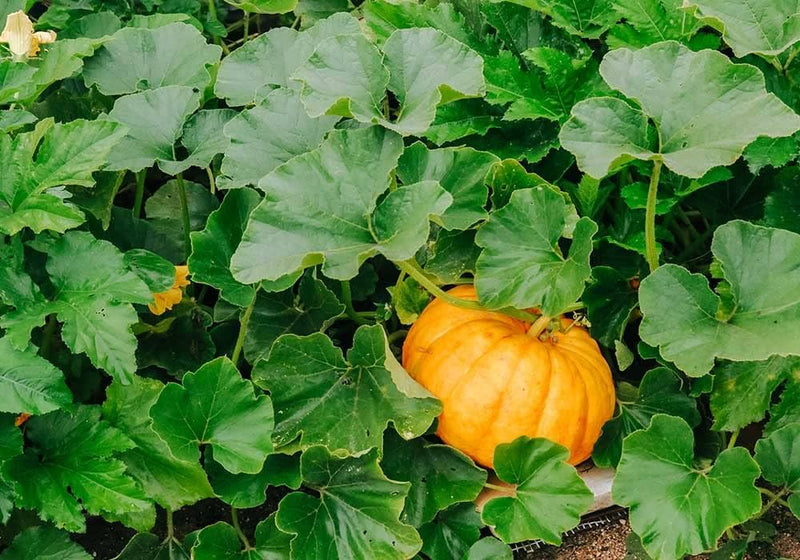 Calabaza Cabello Pumpkin Seeds for Planting – Heirloom Non-GMO Garden Seeds