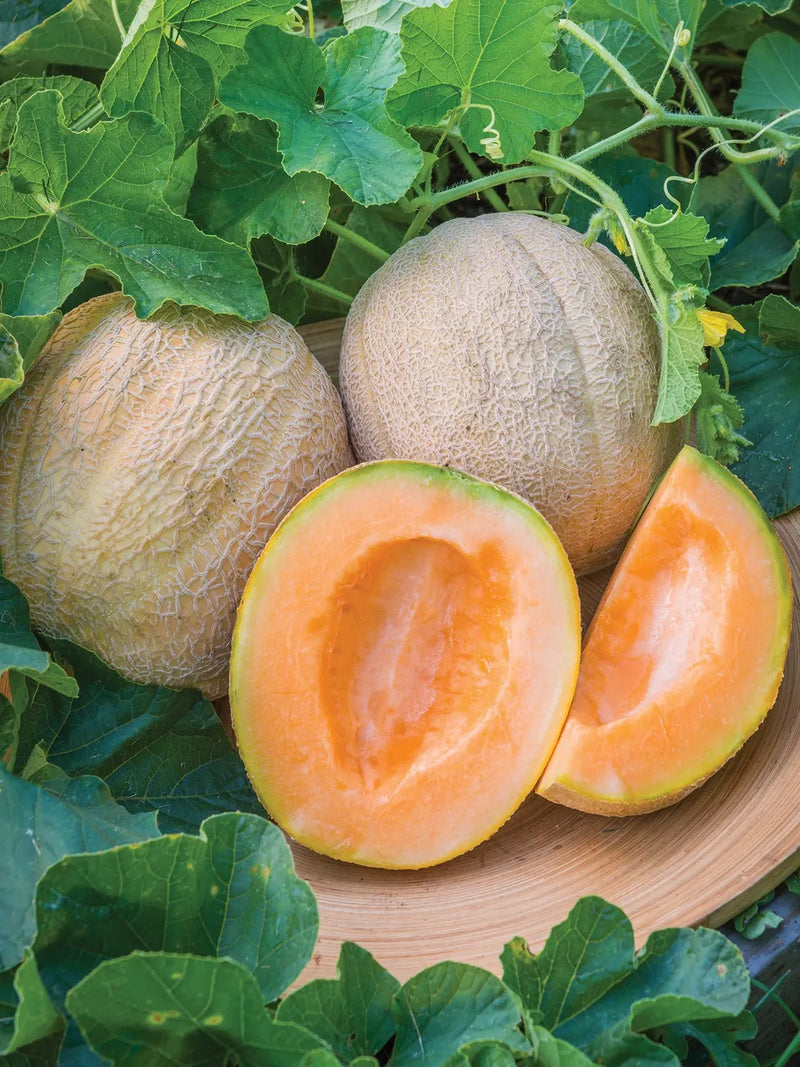 Mixed Cantaloupe Melon Fruit Seeds for Planting – Heirloom Non-GMO Garden Seeds