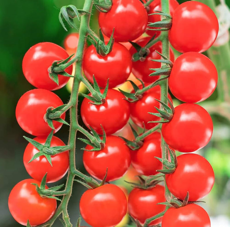 Cherry Tomato Vegetable Seeds for Planting – Heirloom Non-GMO Garden Seeds