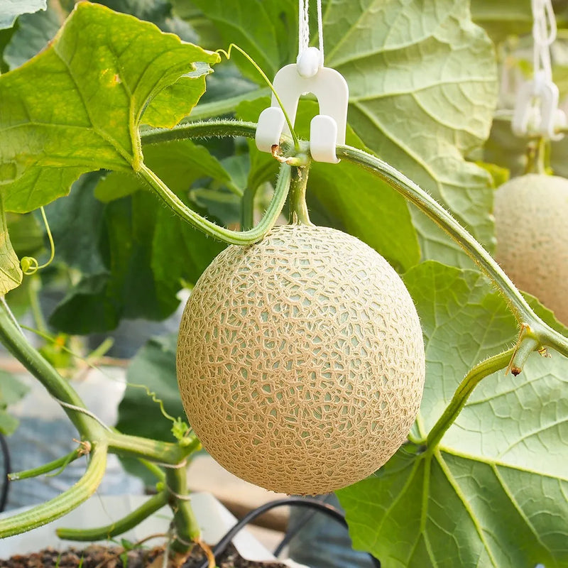 Yellow Cucumis Melo Fruit Seeds for Planting – Heirloom Non-GMO Garden Seeds