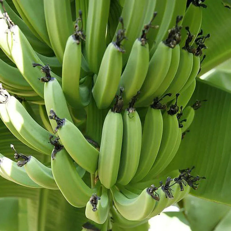 Dark Green Banana Fruit Seeds for Planting – Heirloom Non-GMO Garden Seeds