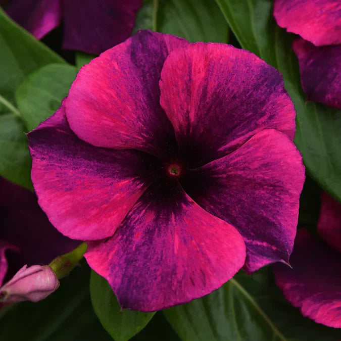 Dark Purple flower seeds