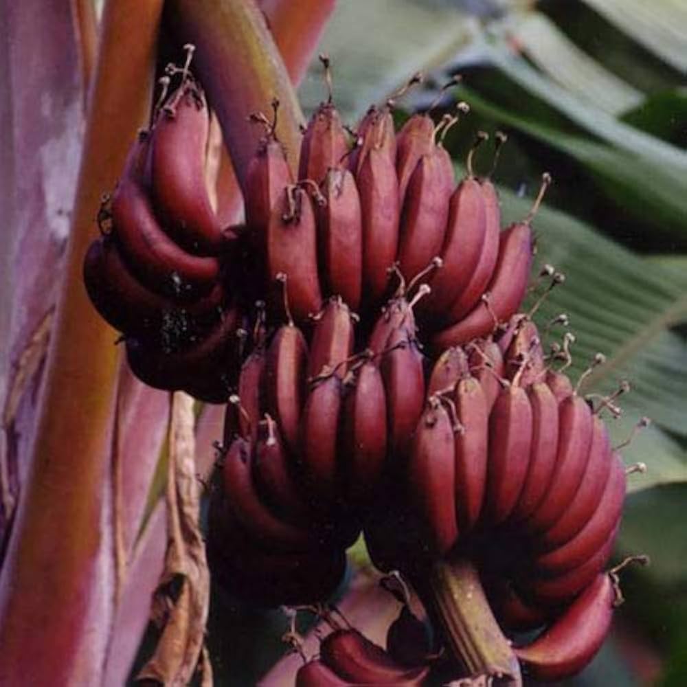 dark red banana seeds