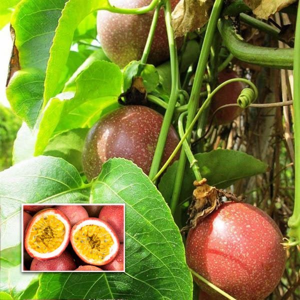 Dark Red Passiflora Fruit Seeds for Planting – Heirloom Non-GMO Garden Seeds