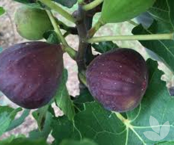 edible fig seeds