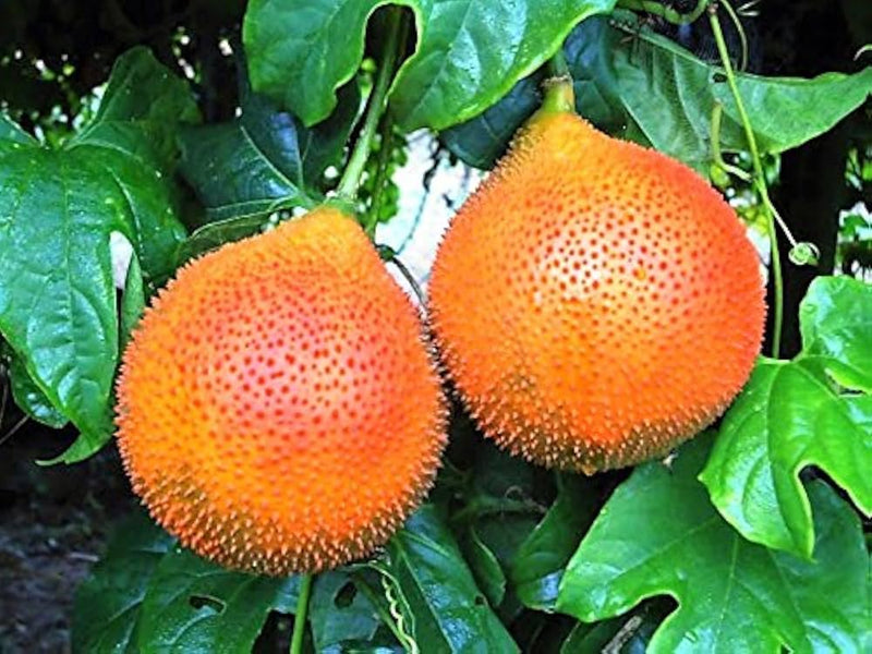 Gac Fruit Seeds for Planting – Heirloom Non-GMO Garden Seeds