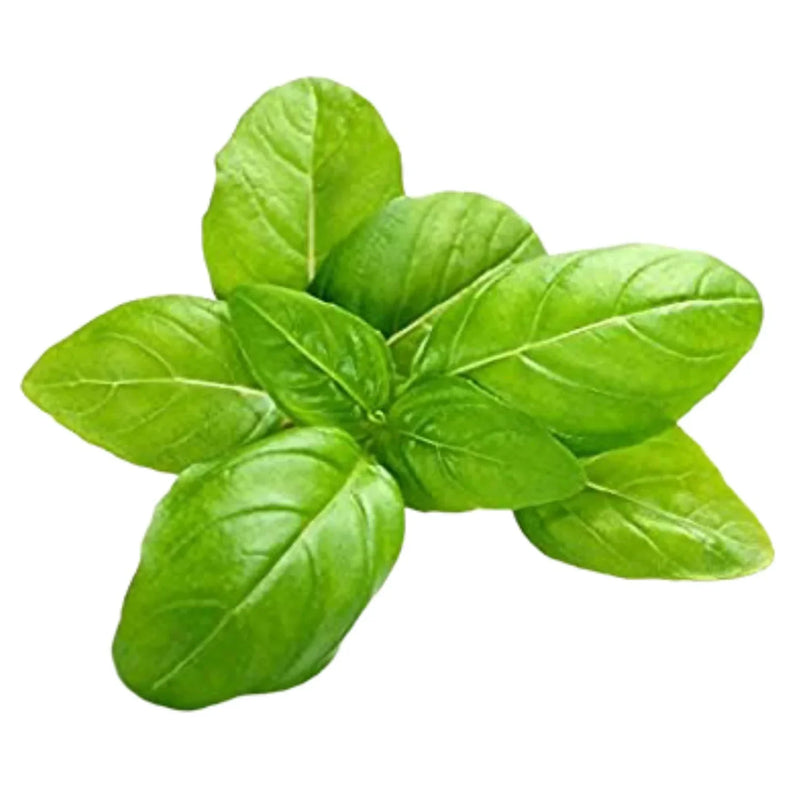 Green Basil Seeds for Planting – Heirloom Non-GMO Garden Seeds