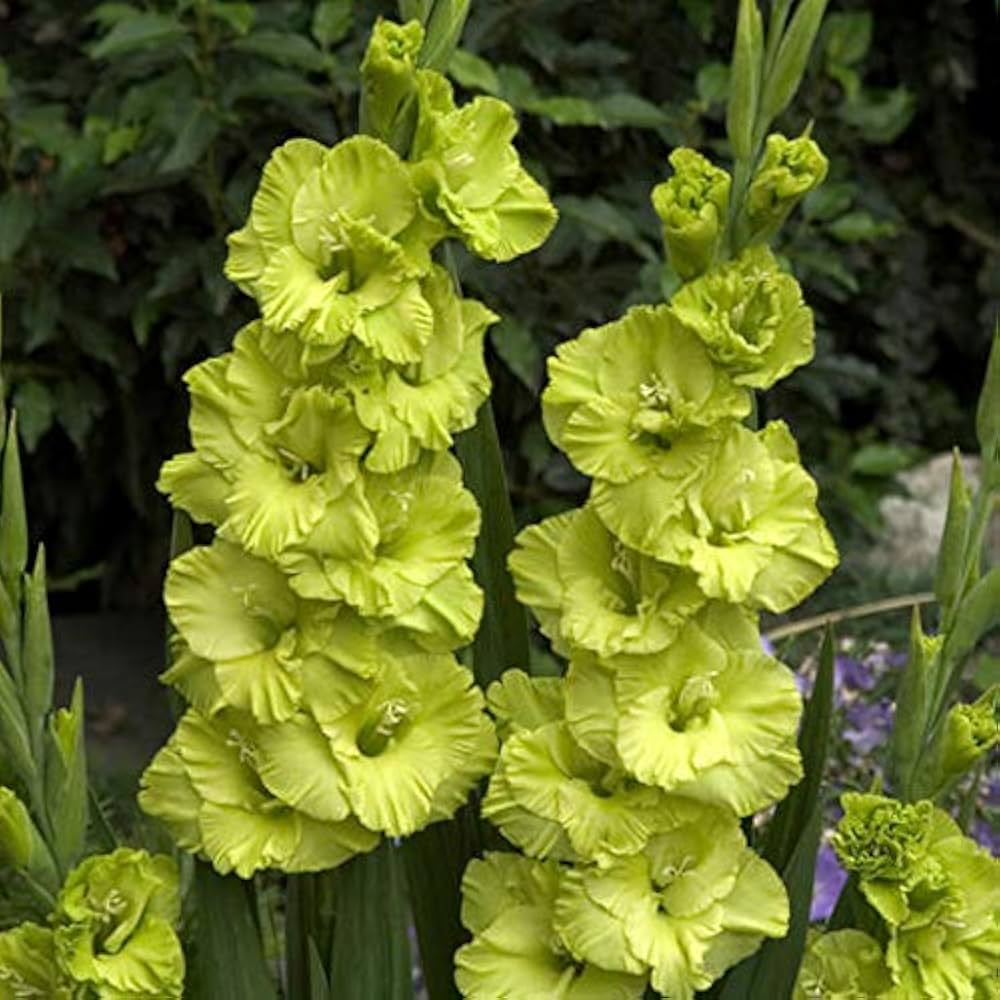 Dark Green flower seeds