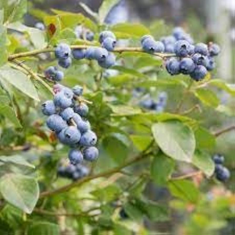 Blue Haskap Fruit Seeds for Planting – Heirloom Non-GMO Garden Seeds
