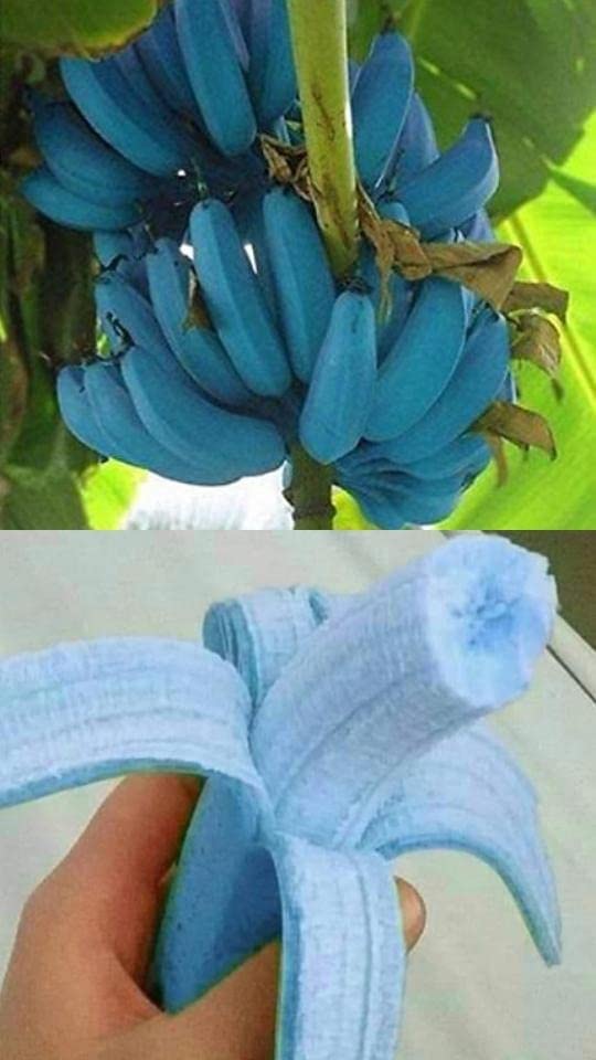 Light Blue Banana Fruit Seeds for Planting – Heirloom Non-GMO Garden Seeds