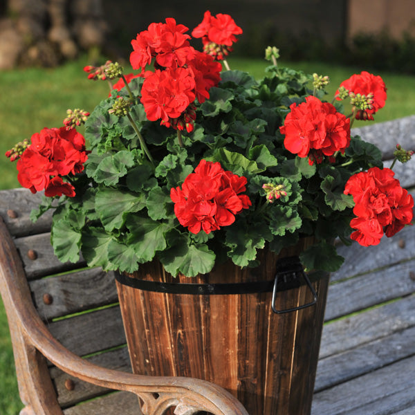 Maroon Geranium flower seeds