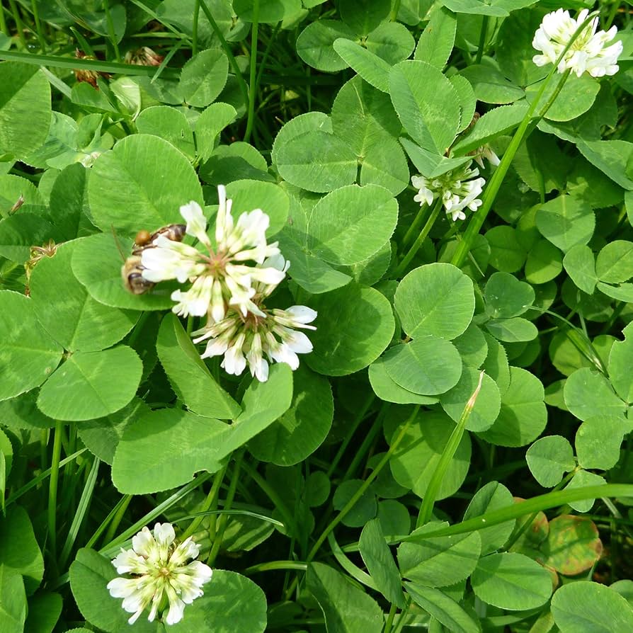 Microclover Clover Seeds for Planting – Heirloom Non-GMO Garden Seeds