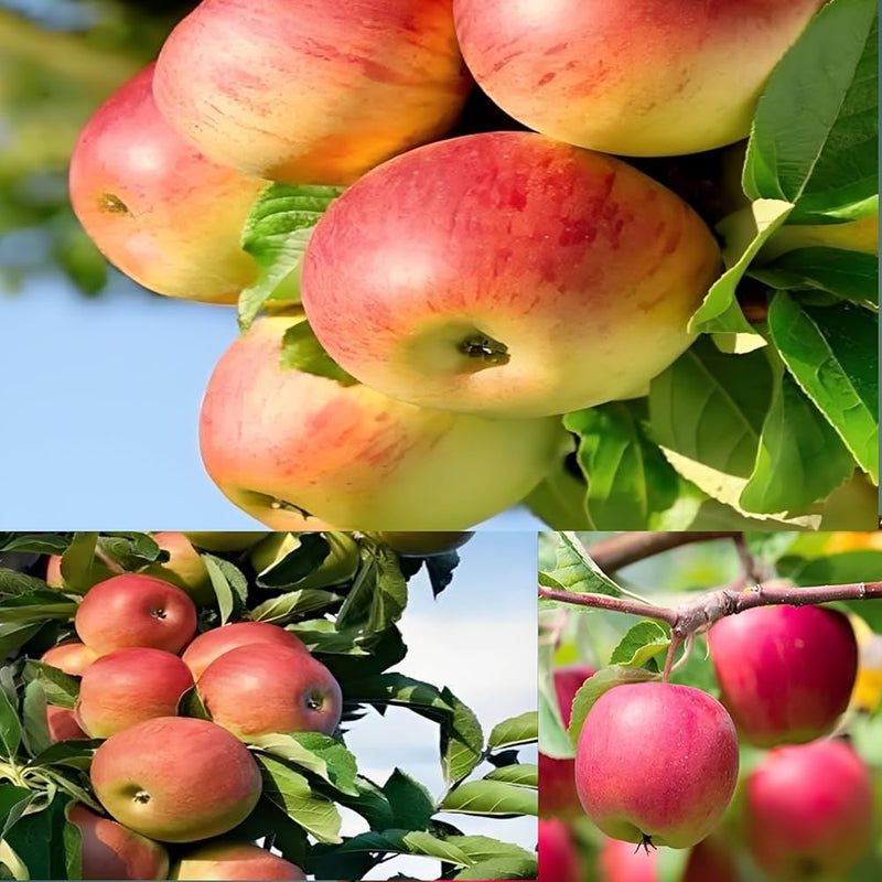 Mélange de graines de pommier pour la plantation – Graines de jardin ancestrales non OGM