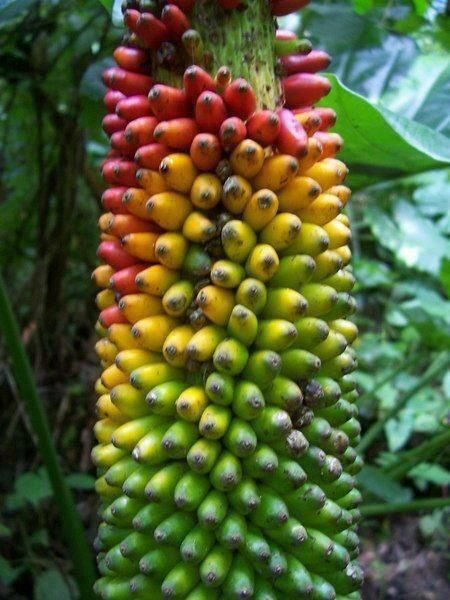 Mixed Banana Fruit Seeds for Planting – Heirloom Non-GMO Garden Seeds