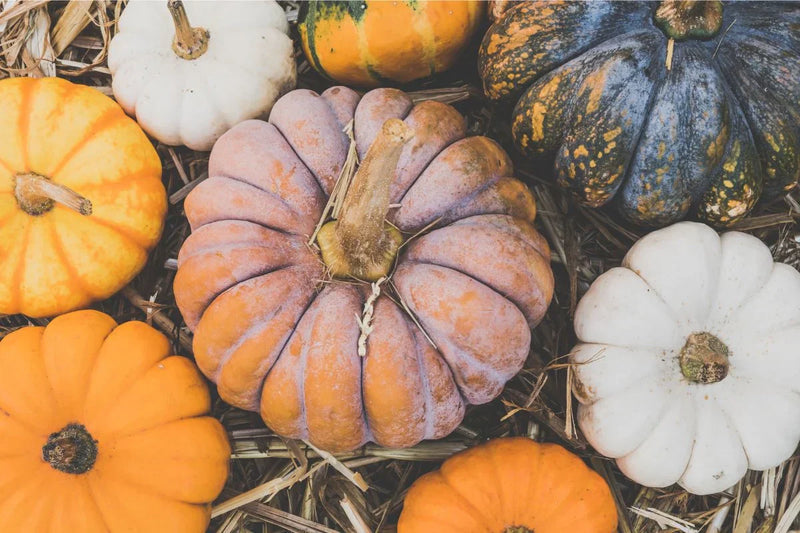 Mixed Pumpkin Seeds for Planting – Heirloom Non-GMO Garden Seeds