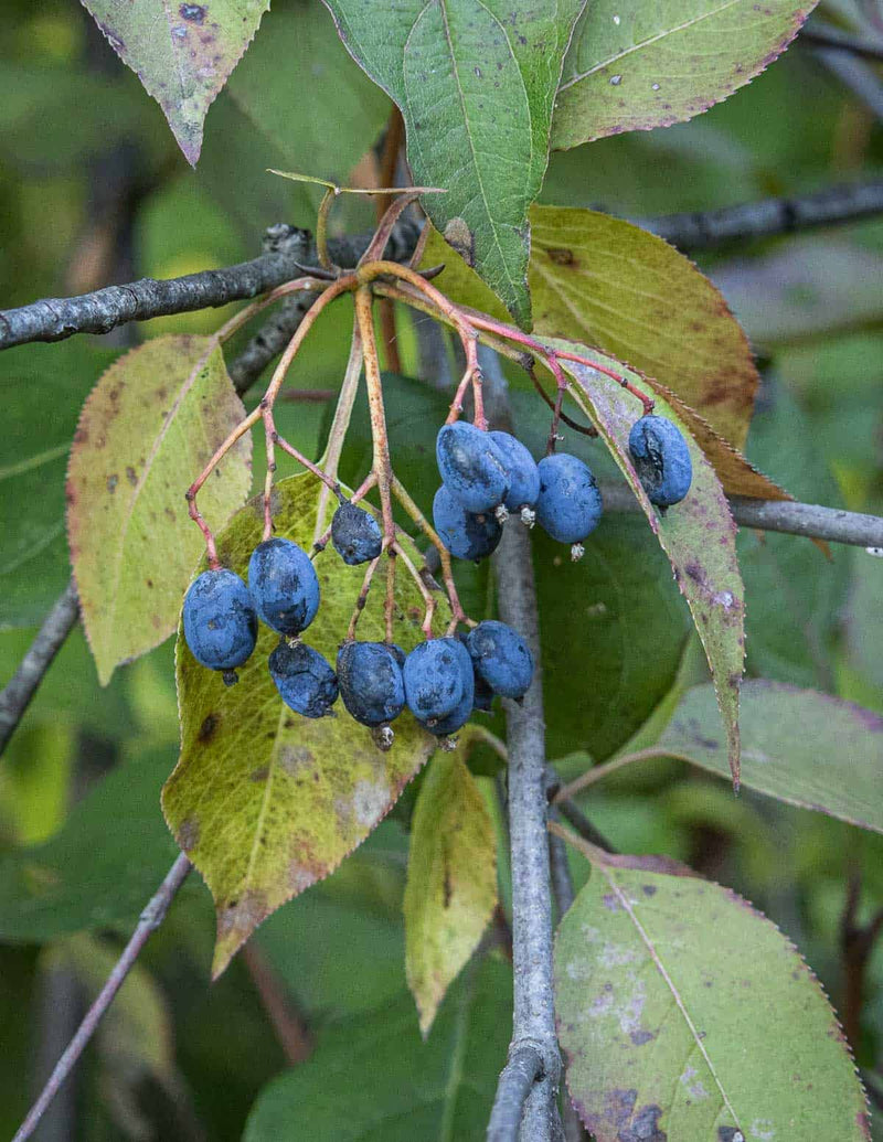 Nannyberry Fruit Seeds for Planting – Heirloom Non-GMO Garden Seeds
