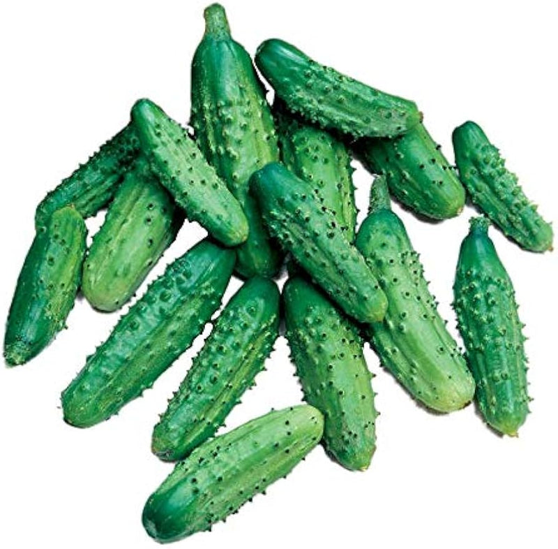 Parisian Pickling Cucumber Seeds for Planting – Heirloom Non-GMO Garden Seeds