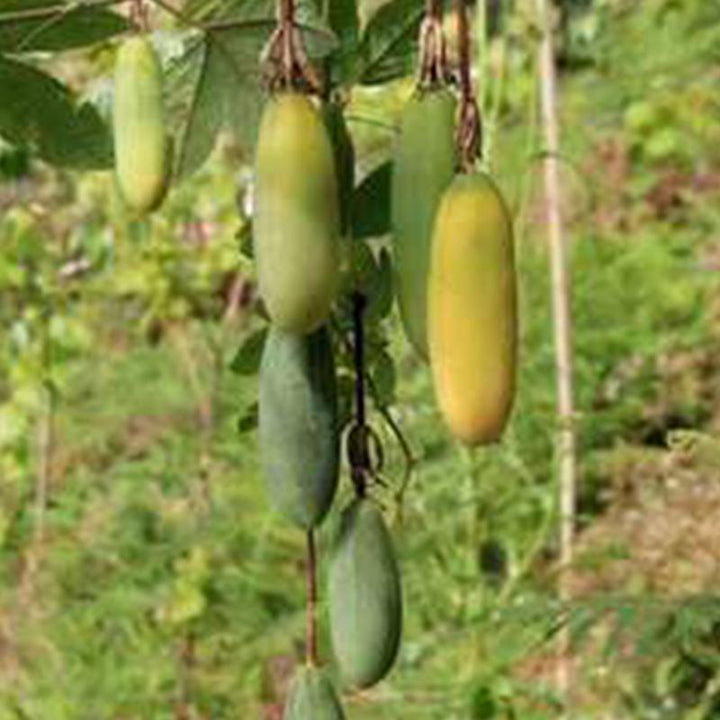 yellow passiflora seeds