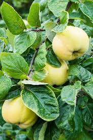 Yellow Cydonia Pome Fruit Seeds for Planting – Heirloom Non-GMO Garden Seeds