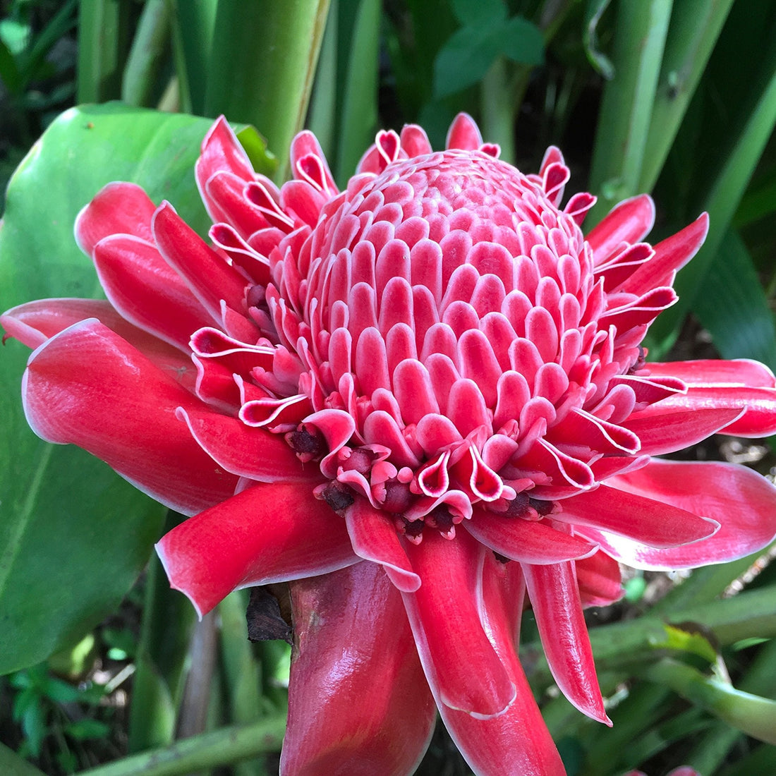 Torch Ginger flower seeds