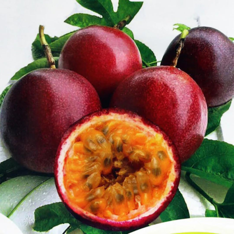 Red Passion Fruit Seeds for Planting – Heirloom Non-GMO Garden Seeds