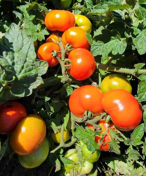 Red Yellow Tomato Seeds for Planting – Heirloom Non-GMO Garden Seeds