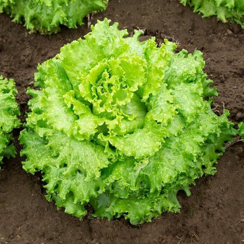 Mixed Salad Greens Vegetable Seeds for Planting – Heirloom Non-GMO Garden Seeds