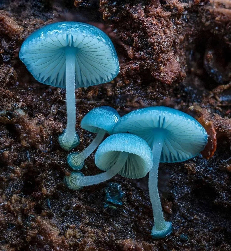 Blue Mushroom Seeds for Planting – Heirloom Non-GMO Garden Seeds