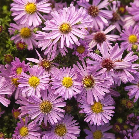 Soft Pink flower seeds