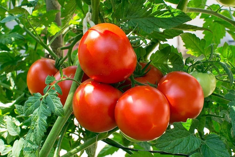 Spanish Tomato Vegetable Seeds for Planting – Heirloom Non-GMO Garden Seeds