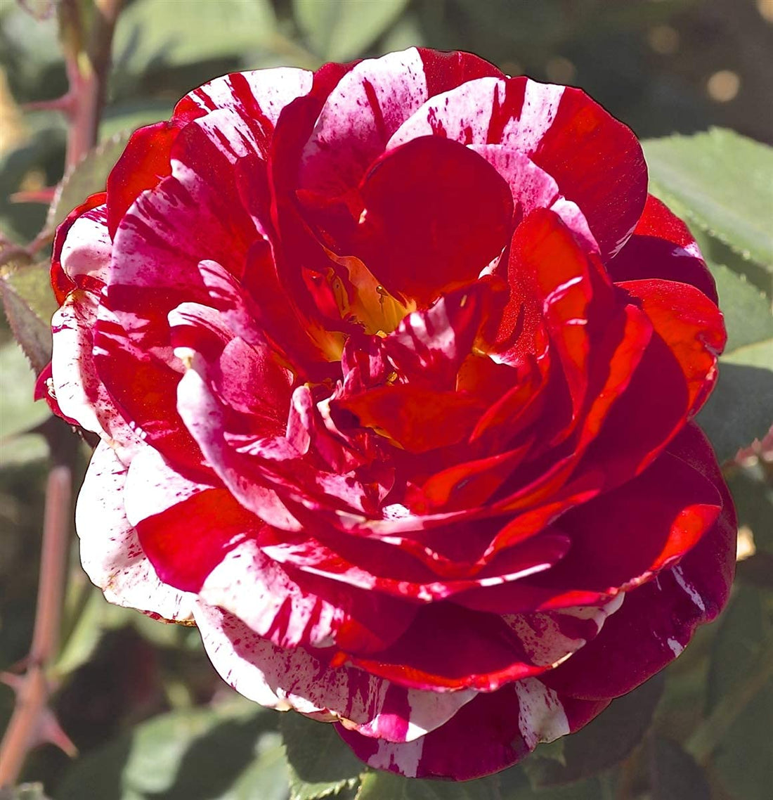 Strip Shrub flower seeds
