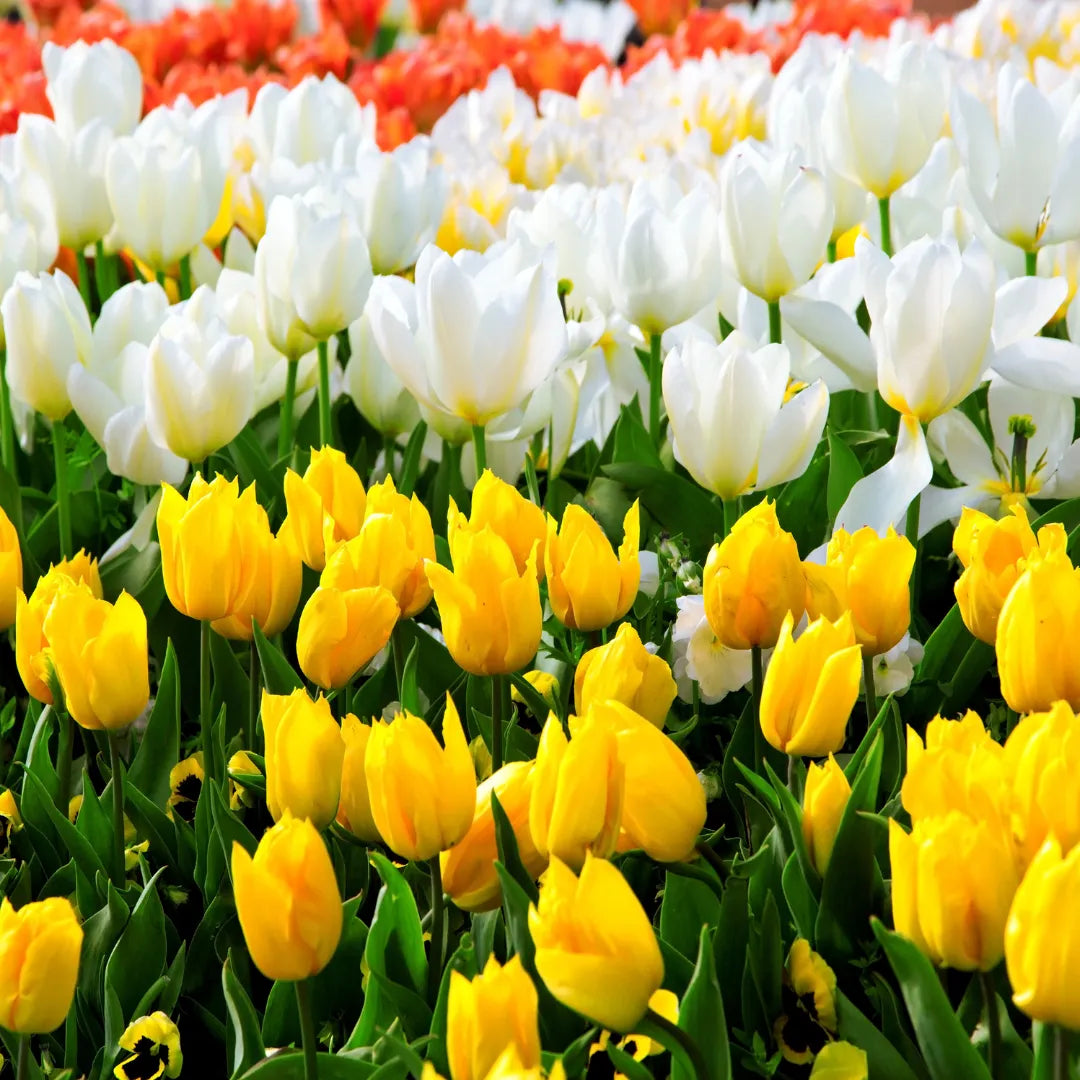 White Yellow flower seeds