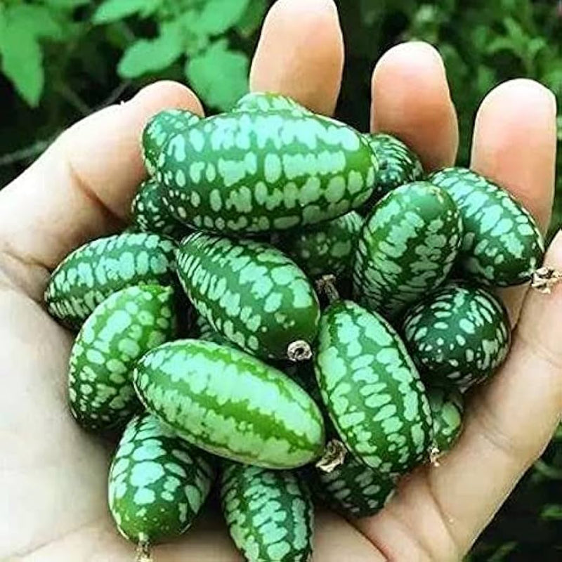 Uzbek Melon Fruit Seeds for Planting – Heirloom Non-GMO Garden Seeds